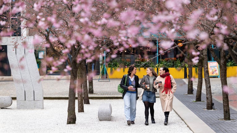 Three white women in business casual clothing holding takeaway coffee cups strolling underneath pink cherry blossom
